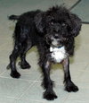 Sparky