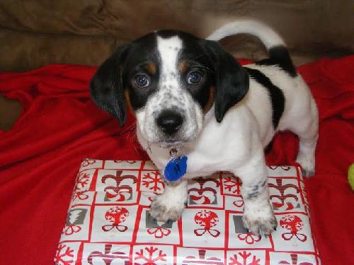 Hughie-Puppy