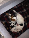 Hughie-Puppy