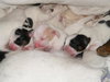 Hughie-Puppy