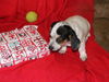Delta Dawn-Puppy