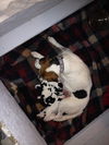 Delta Dawn-Puppy