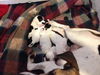 Delta Dawn-Puppy