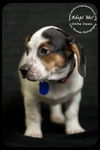 Delta Dawn-Puppy