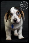 Delta Dawn-Puppy