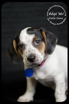 Delta Dawn-Puppy