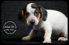 Delta Dawn-Puppy