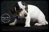 Delta Dawn-Puppy