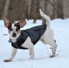 Delta Dawn-Puppy