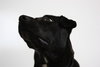 Moondrop URGENT Foster Needed