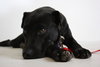 Moondrop URGENT Foster Needed