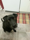 Moondrop URGENT Foster Needed