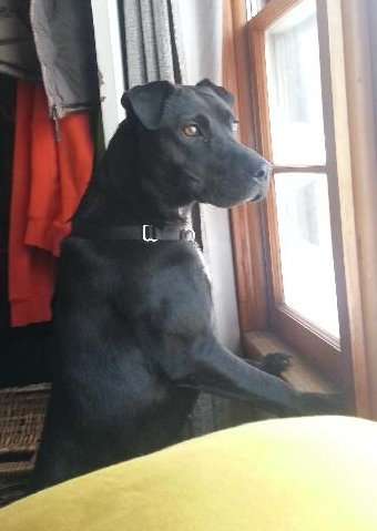 Moondrop URGENT Foster Needed