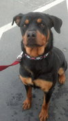 Diesel