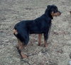 Diesel