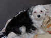 Phoebe