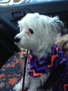 Phoebe