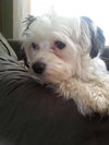 Phoebe