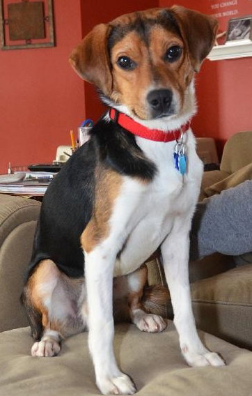 Blitzen