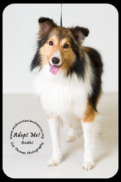 Bodhi
