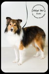 Bodhi