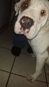 Dutch-Donate to fix my eyes!
