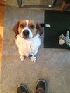 Pete