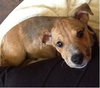 Bruno- Puppy