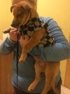 Bruno- Puppy