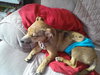 Bruno- Puppy
