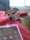 Bruno- Puppy