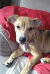 Bruno- Puppy