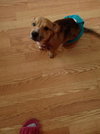 Bruno- Puppy