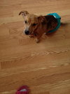 Bruno- Puppy