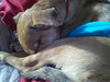 Bruno- Puppy