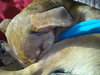 Bruno- Puppy