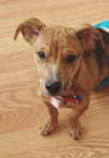 Bruno- Puppy