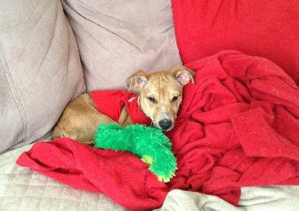 Bruno- Puppy