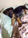 Mischa