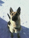 Ruger - Foster Needed