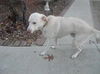 Dante - Urgent Foster Needed!!