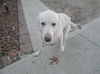 Dante - Urgent Foster Needed!!