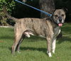 Rosco
