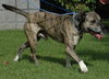 Rosco