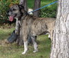 Rosco