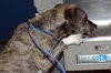 Rosco