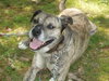 Rosco