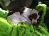 Julep