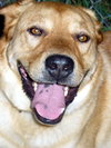 Clyde