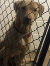 Lloyd - Urgent Foster Needed
